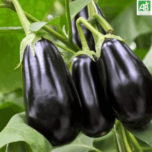 Aubergines - le kg