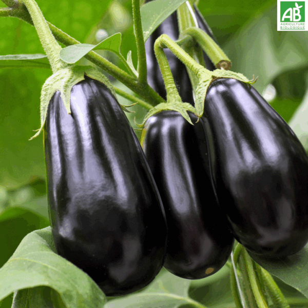 Aubergines - le kg