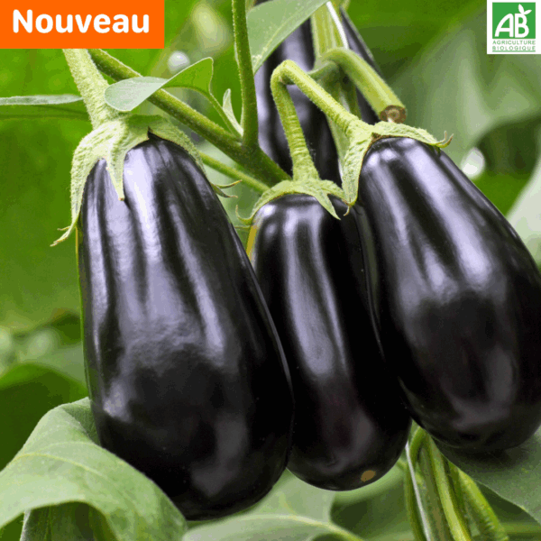 Aubergines - le kg – Image 2