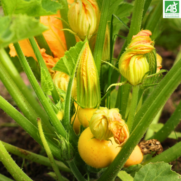 Courgettes - le kg – Image 7