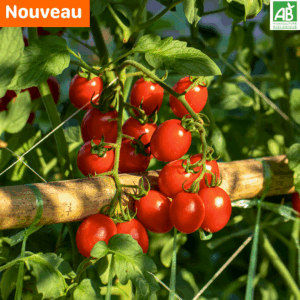 Tomates cerises - La Barquette de 250 gr
