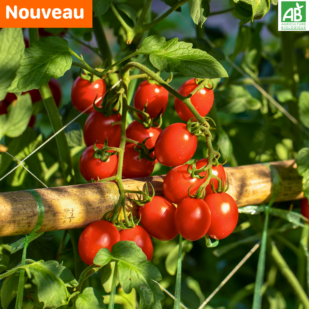 Tomates cerises - La Barquette de 250 gr