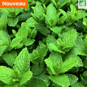 Menthe marocaine- la botte