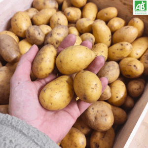 Pommes de terre Grenailles - le kg