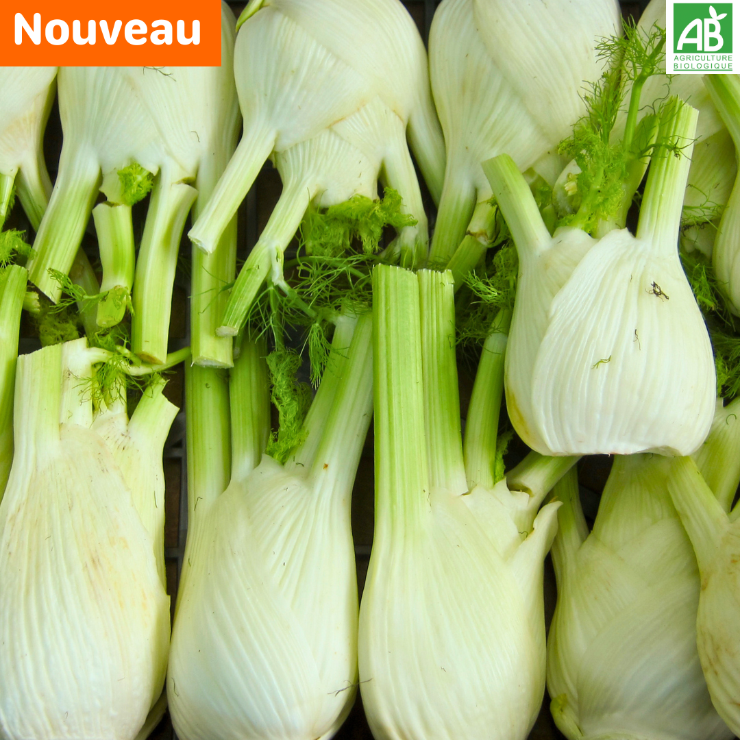 Fenouil - le kg