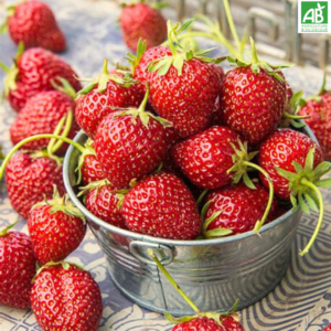 Fraises Mara 250 gr
