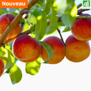 Pêches - les 500 gr