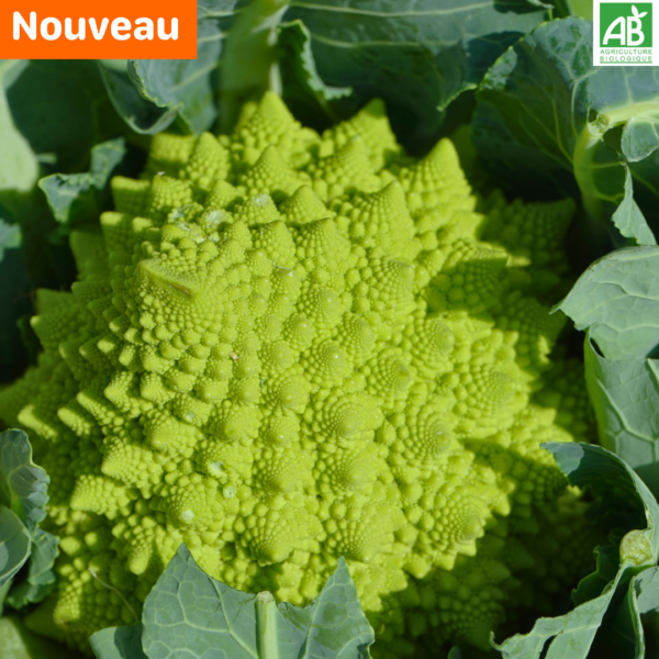 Chou Romanesco - la pièce