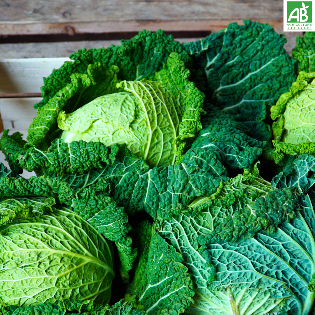 Chou frisé pommé - la pièce