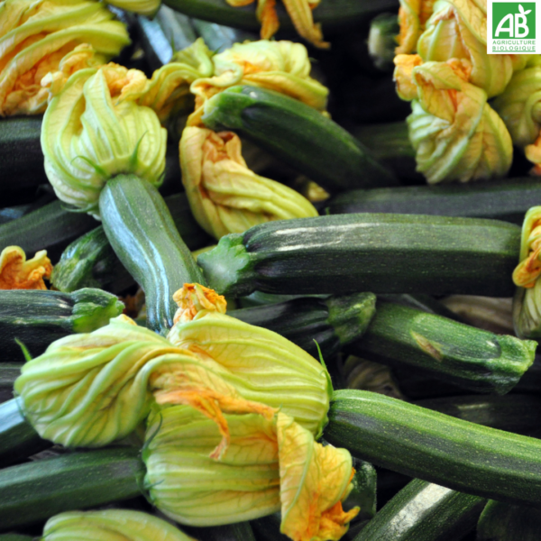 Courgettes - le kg
