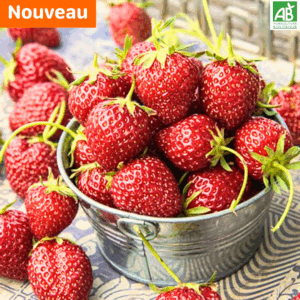 Fraises Mara 250 gr