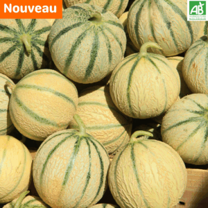 Melon Charentais - La pièce