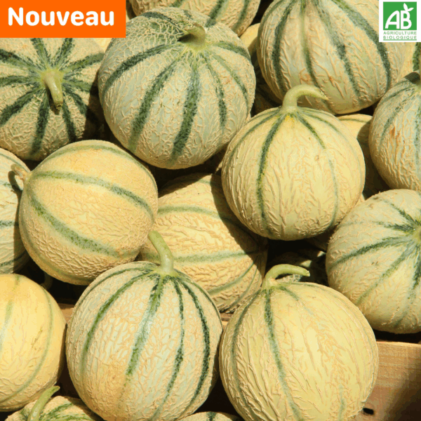 Melon Charentais - La pièce