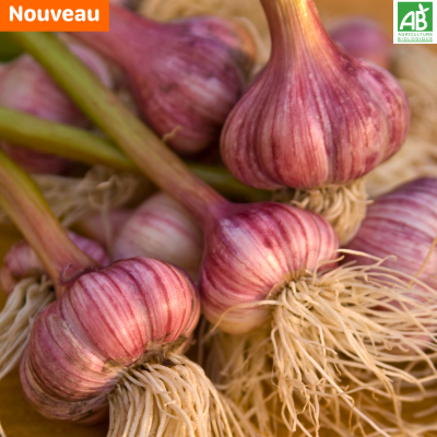 Ail violet frais.new