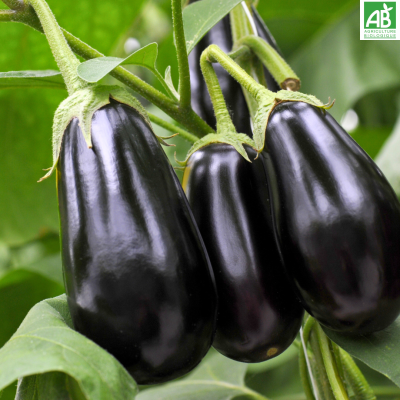 Aubergine Aubergine