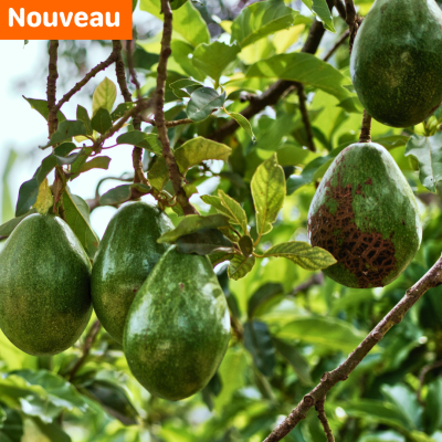 Avocat.new