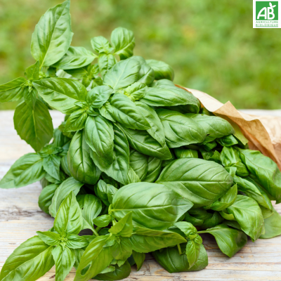Basilic Basilic