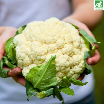 Chou fleur Chou fleur