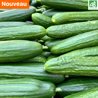 Concombre lisse.new Concombre lisse.new