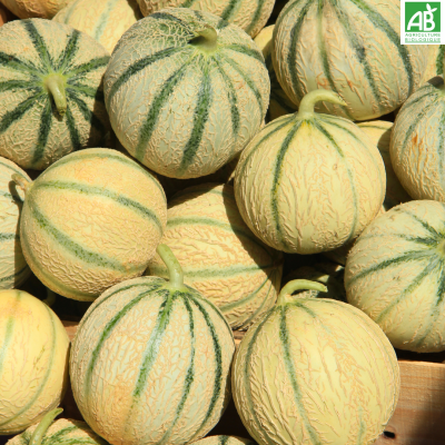Melon Melon