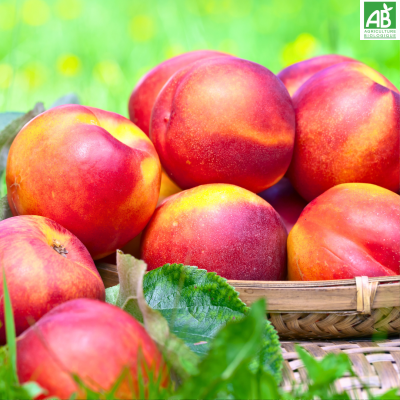 Nectarine