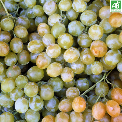 Raisin blanc